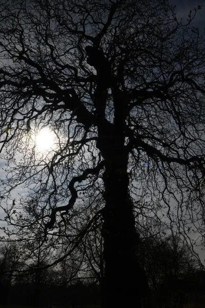 DSC_6868 (Large).JPG